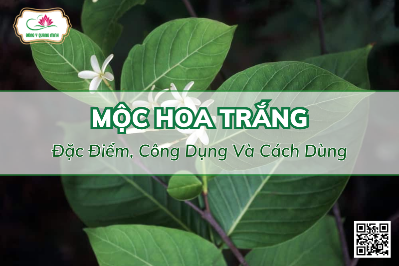 Mộc Hoa Trắng - Đặc Điểm, Công Dụng Và Cách Dùng