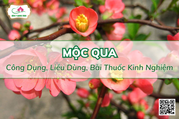 Mộc Qua - Công Dụng, Liều Dùng, Bài Thuốc Kinh Nghiệm