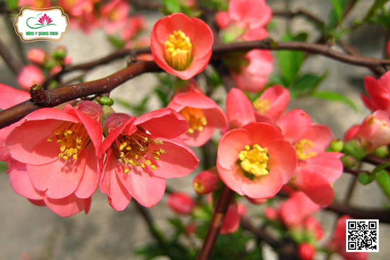 Mộc Qua - Công Dụng, Liều Dùng, Bài Thuốc Kinh Nghiệm