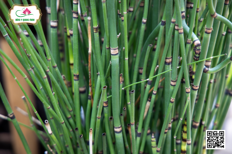 Vị Thuốc Mộc Tặc - Đặc Điểm, Công Dụng Và Cách Dùng