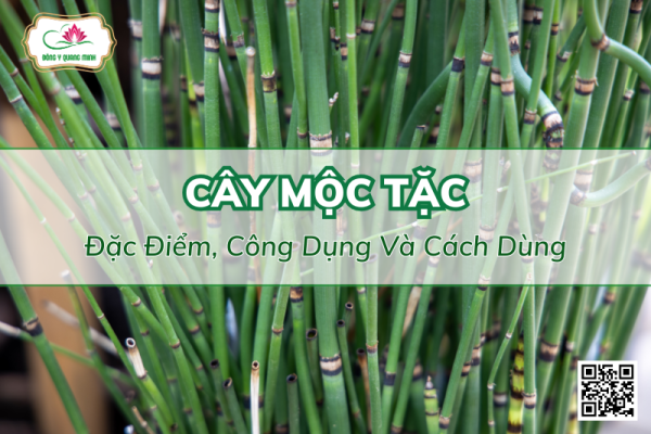 Vị Thuốc Mộc Tặc - Đặc Điểm, Công Dụng Và Cách Dùng