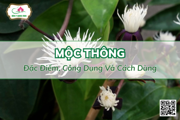 Mộc Thông – Đặc Điểm, Công Dụng, Liều Dùng