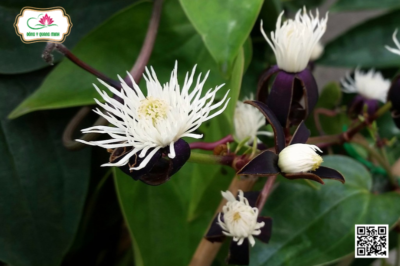 Mộc Thông – Đặc Điểm, Công Dụng, Liều Dùng