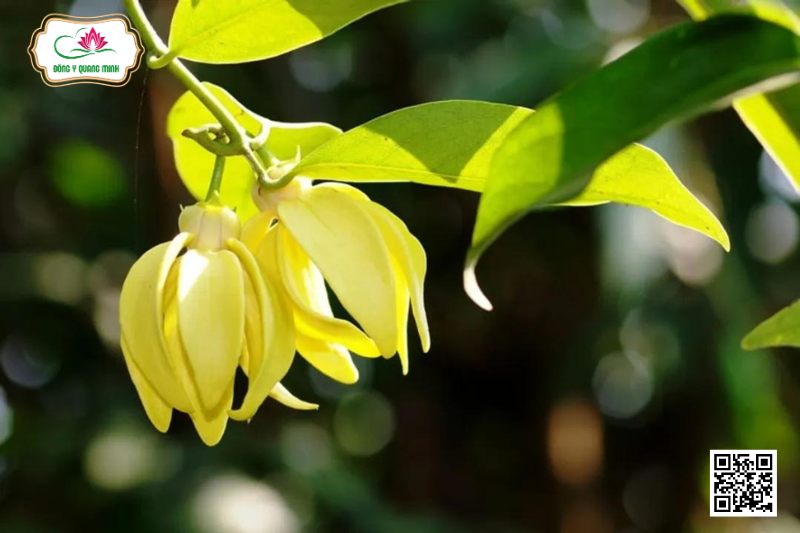 Móng Rồng - Đặc Điểm, Công Dụng Và Cách Dùng