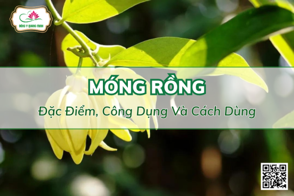 Móng Rồng - Đặc Điểm, Công Dụng Và Cách Dùng
