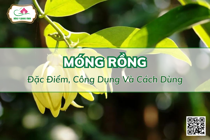Móng Rồng - Đặc Điểm, Công Dụng Và Cách Dùng