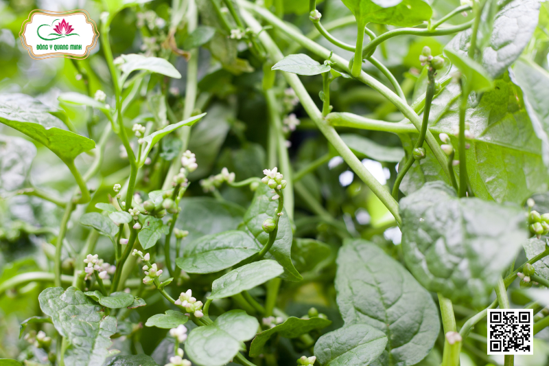 Đặc Điểm, Công Dụng Và Liều Dùng