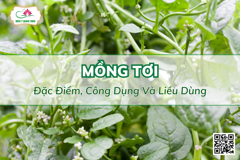 Đặc Điểm, Công Dụng Và Liều Dùng