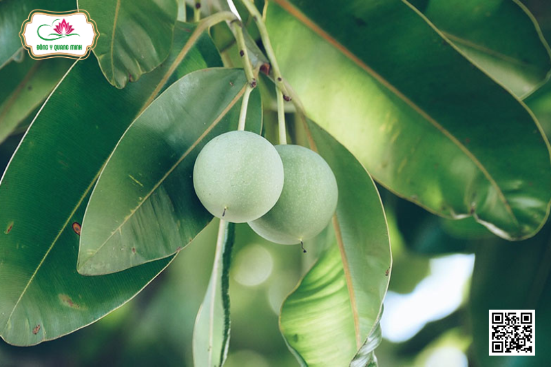 Mù U - Tác Dụng, Bài Thuốc Dân Gian Và Lưu Ý Khi Dùng