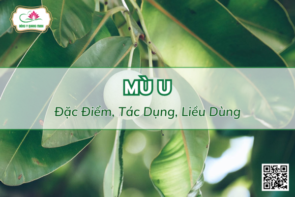Mù U - Tác Dụng, Bài Thuốc Dân Gian Và Lưu Ý Khi Dùng