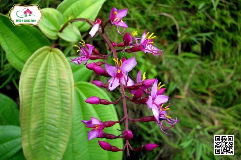 Vị Thuốc Mua Đỏ - Công Dụng, Cách Dùng, Bài Thuốc Trị Bệnh