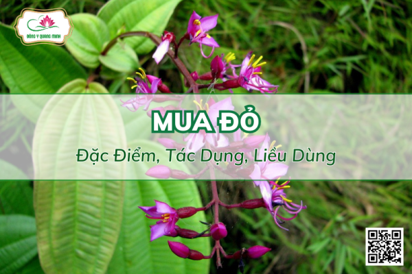 Vị Thuốc Mua Đỏ - Công Dụng, Cách Dùng, Bài Thuốc Trị Bệnh