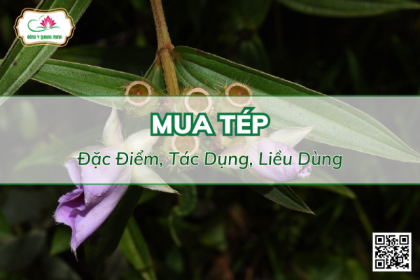 Vị Thuốc Mua Tép - Đặc Điểm, Tác Dụng, Liều Dùng
