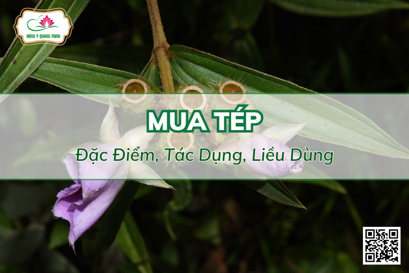 Vị Thuốc Mua Tép - Đặc Điểm, Tác Dụng, Liều Dùng
