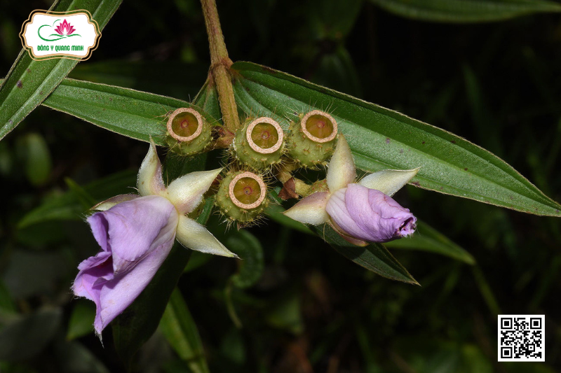 Vị Thuốc Mua Tép - Đặc Điểm, Tác Dụng, Liều Dùng