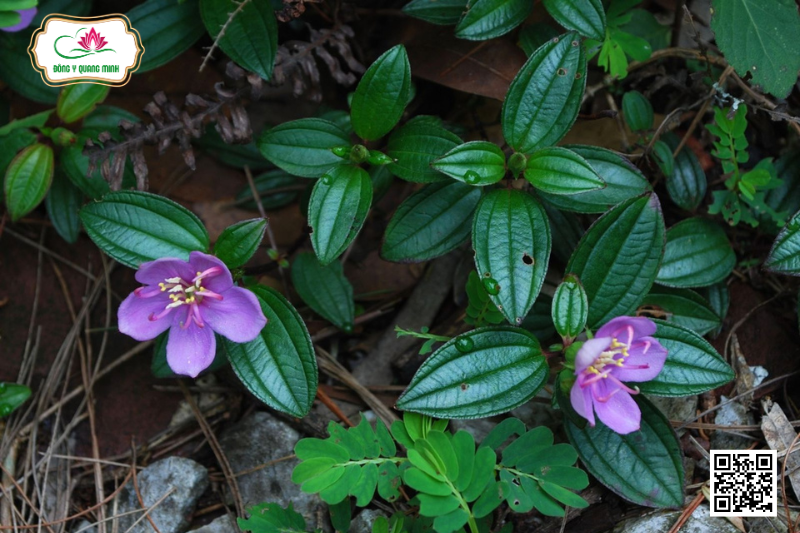 Vị Thuốc Mua Thấp Và Công Dụng Với Sức Khỏe