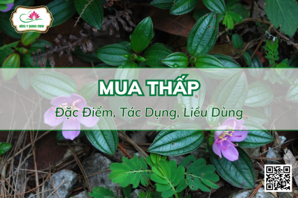 Vị Thuốc Mua Thấp Và Công Dụng Với Sức Khỏe