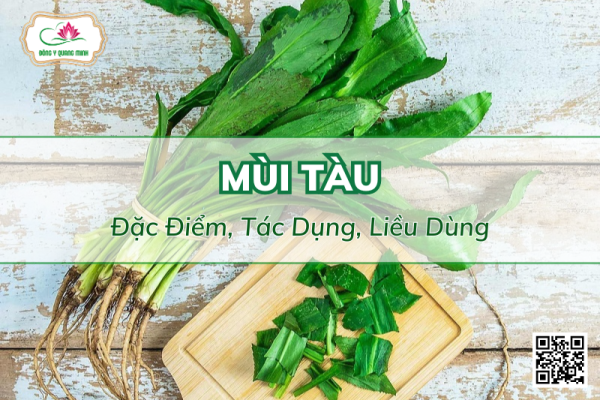 Mùi Tàu - Đặc Điểm, Tác Dụng, Liều Dùng