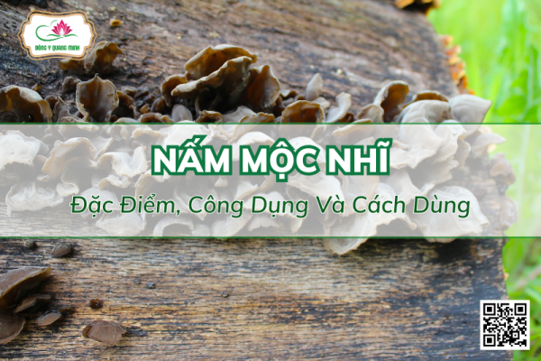 Nấm Mộc Nhĩ – Đặc Điểm, Công Dụng Và Liều Dùng