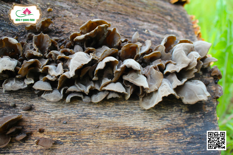 Nấm Mộc Nhĩ – Đặc Điểm, Công Dụng Và Liều Dùng