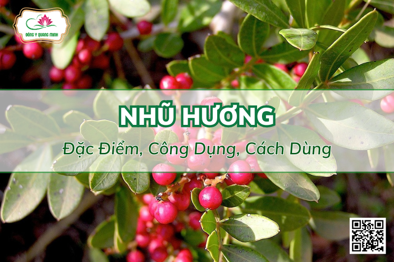 Nhũ Hương - Đặc Điểm, Công Dụng, Cách Dùng