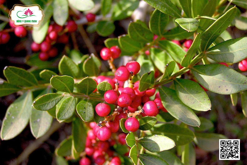 Nhũ Hương - Đặc Điểm, Công Dụng, Cách Dùng