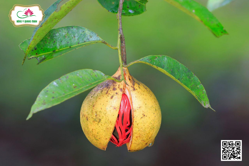 Nhục Đậu Khấu - Tính Vị, Công Năng, Bài Thuốc Kinh Nghiệm