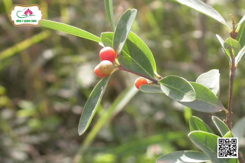 Vị Thuốc Niệt Gió - Đặc Điểm, Công Dụng Và Liều Dùng