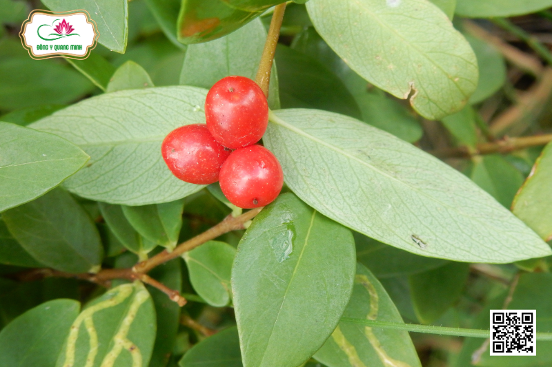 Vị Thuốc Niệt Gió - Đặc Điểm, Công Dụng Và Liều Dùng