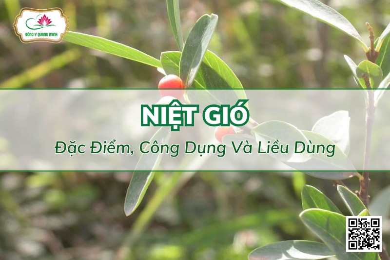 Vị Thuốc Niệt Gió - Đặc Điểm, Công Dụng Và Liều Dùng