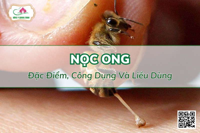 Nọc Ong - Đặc Điểm, Công Dụng Và Liều Dùng