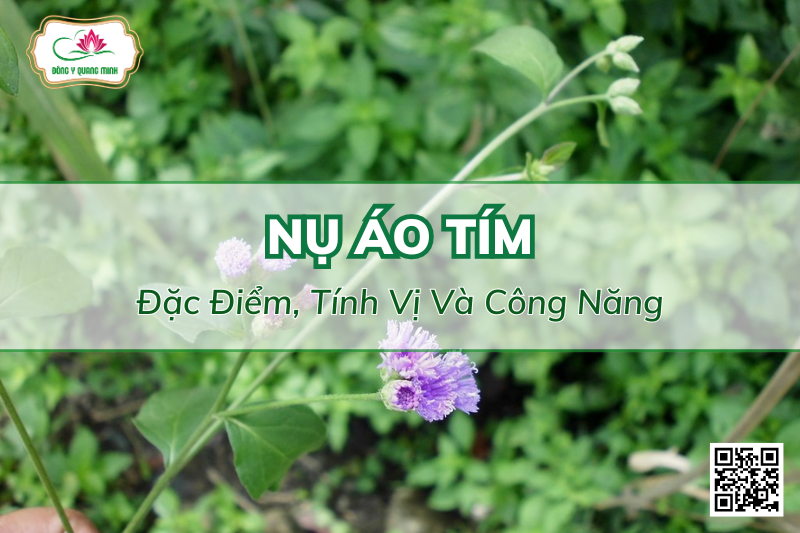Nụ Áo Tím - Đặc Điểm, Tính Vị Và Công Năng