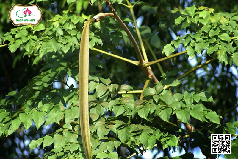 Núc Nác - Đặc Điểm, Tính Vị Và Công Năng