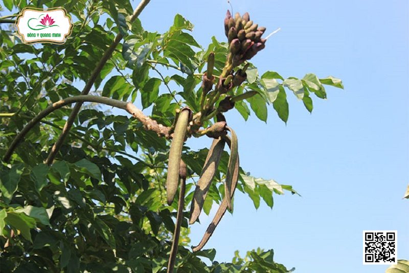 Núc Nác - Đặc Điểm, Tính Vị Và Công Năng