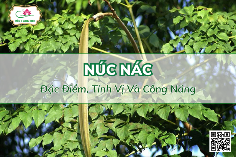 Núc Nác - Đặc Điểm, Tính Vị Và Công Năng