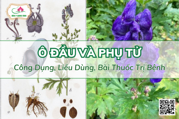 Vị Thuốc Ô Đầu Và Phụ Tử