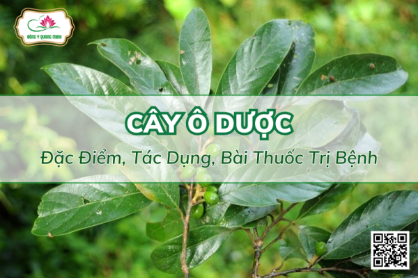 Cây Ô Dược - Đặc Điểm, Tác Dụng, Bài Thuốc Trị Bệnh