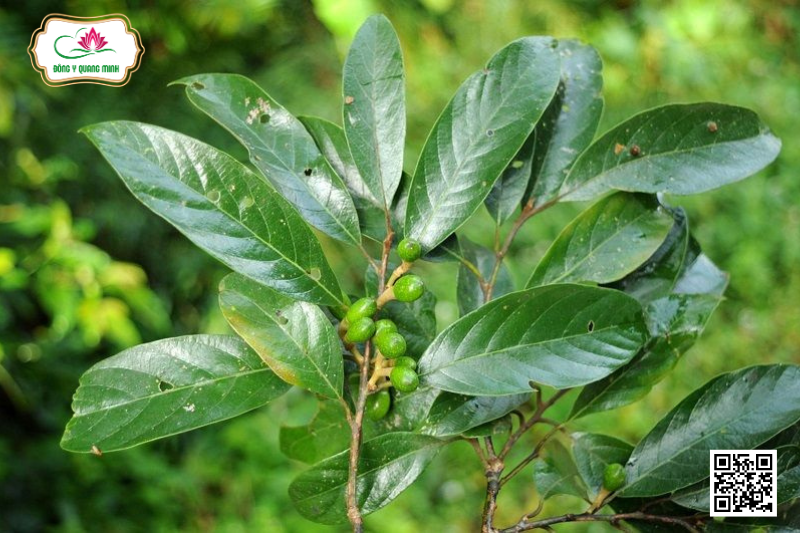 Cây Ô Dược - Đặc Điểm, Tác Dụng, Bài Thuốc Trị Bệnh