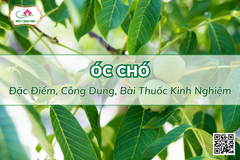 Óc Chó - Đặc Điểm, Công Dụng, Bài Thuốc Kinh Nghiệm