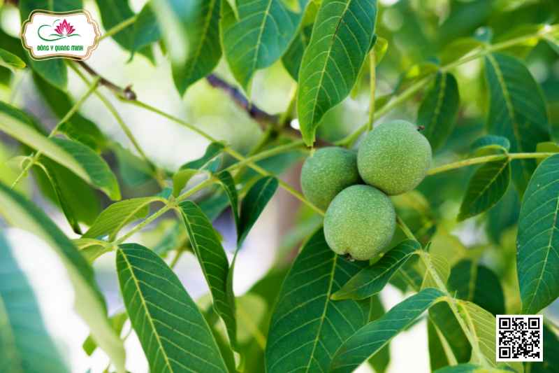 Óc Chó - Đặc Điểm, Công Dụng, Bài Thuốc Kinh Nghiệm