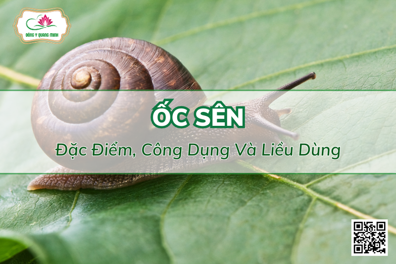 Ốc Sên (Achatina fulica)