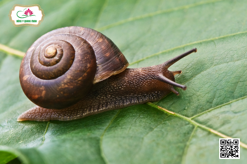 Ốc Sên (Achatina fulica)