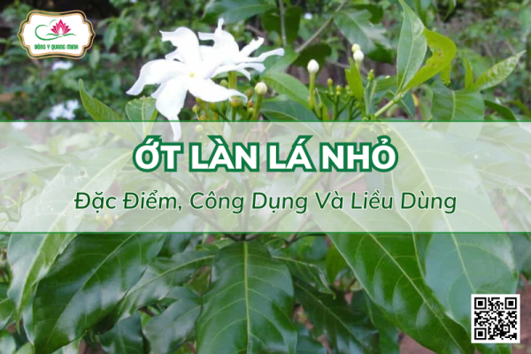 Vị Thuốc Ớt Làn Lá Nhỏ - Đặc Điểm, Công Dụng, Liều Dùng