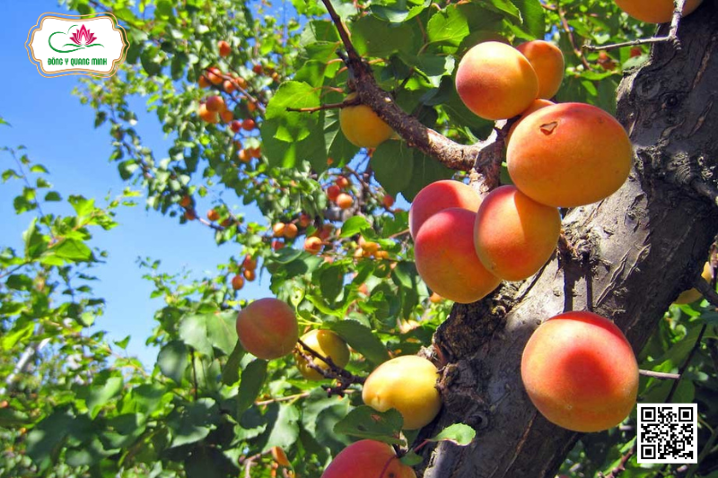 Quả Mơ - Tác Dụng, Bài Thuốc Dân Gian Và Lưu Ý Khi Dùng