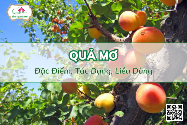 Quả Mơ - Tác Dụng, Bài Thuốc Dân Gian Và Lưu Ý Khi Dùng