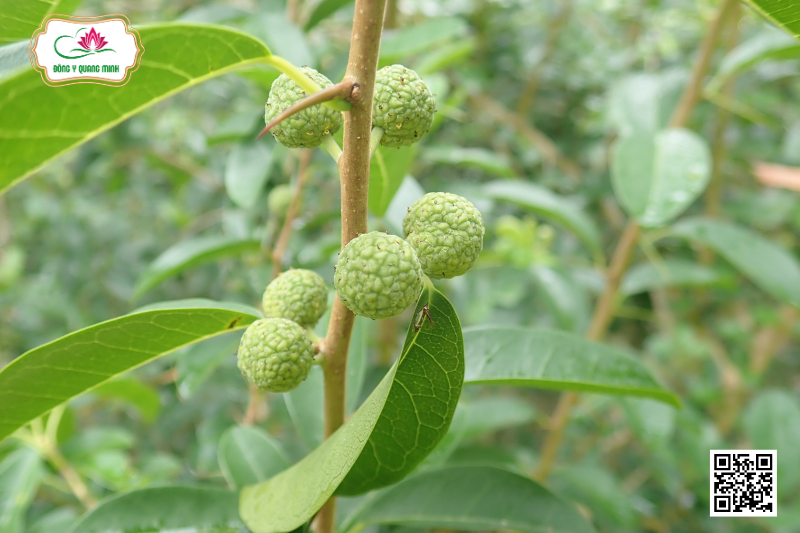 Vị Thuốc Mỏ Quạ - Tính Vị, Công Năng Và Bài Thuốc Kinh Nghiệm