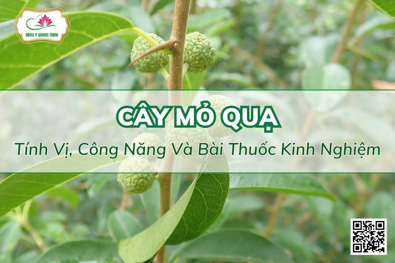 Vị Thuốc Mỏ Quạ - Tính Vị, Công Năng Và Bài Thuốc Kinh Nghiệm