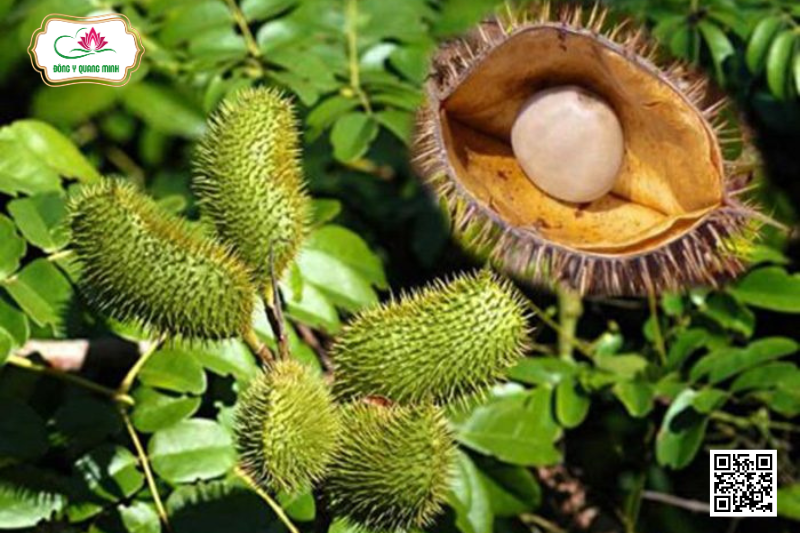 Vị Thuốc Móc Mèo Núi - Phân Bố, Thu Hái Và Chế Biến