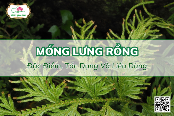Móng Lưng Rồng - Đặc Điểm, Tác Dụng Và Liều Dùng