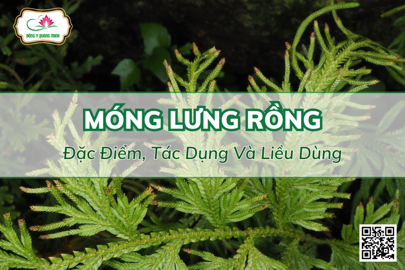 Móng Lưng Rồng - Đặc Điểm, Tác Dụng Và Liều Dùng